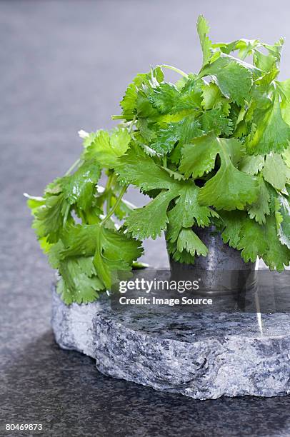 coentro - coentro imagens e fotografias de stock