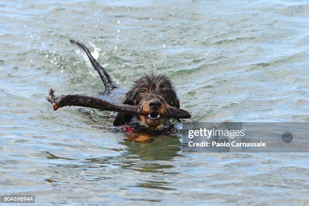 wire-haired dachshund carrying stick in mouth while swimming in water, italy - wire haired dachshund stock pictures, royalty-free photos & images