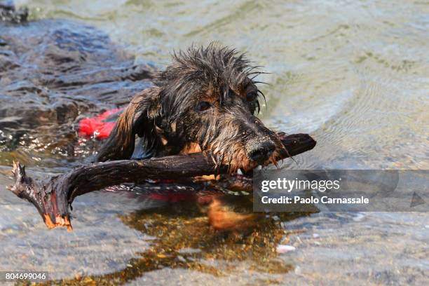 wire-haired dachshund swimming in water sea carrying stick in mouth, italy - wire haired dachshund stock pictures, royalty-free photos & images