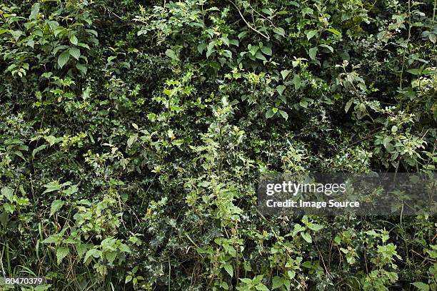 holly bush in wales - overgrown hedge stock pictures, royalty-free photos & images