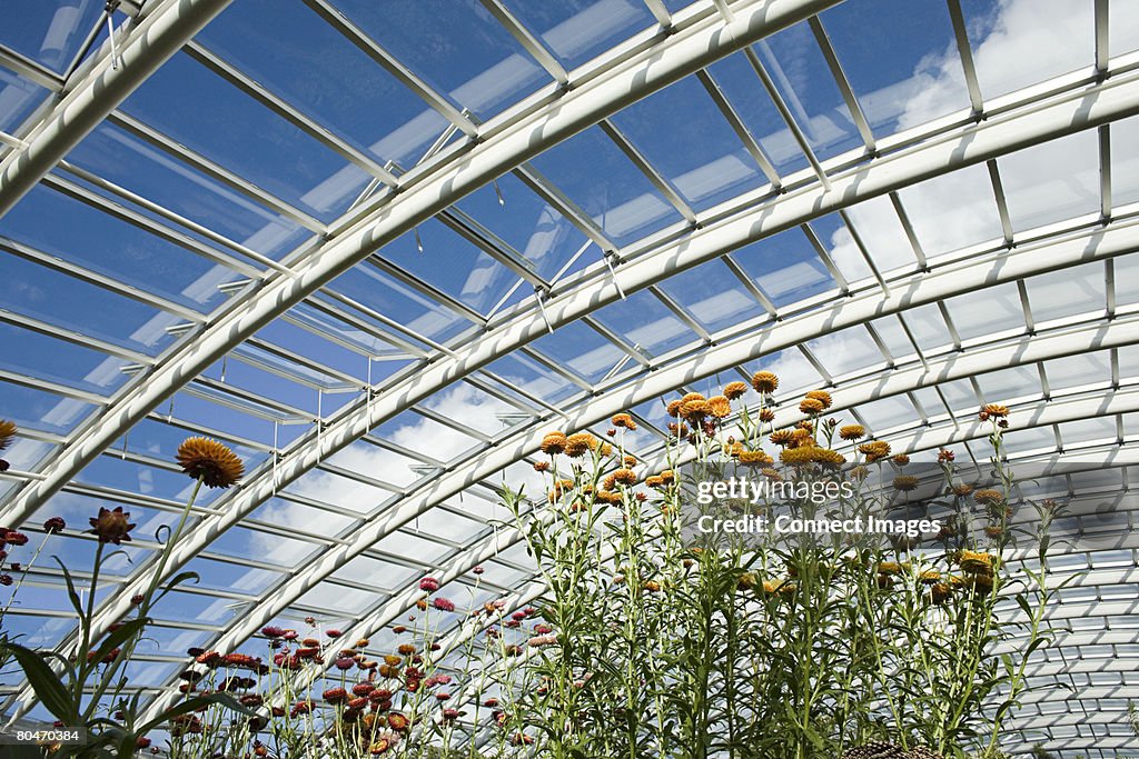 Flowers in the welsh botanical gardens