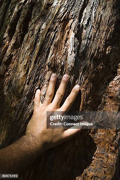 man touching tree bark - trunk stock-fotos und bilder