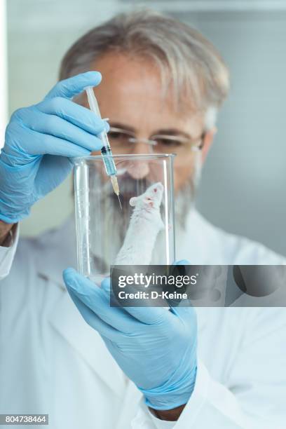 laboratory - lab mouse stock pictures, royalty-free photos & images