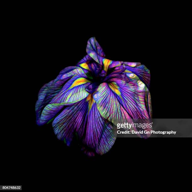 purple siberian iris neon abstract - portland neon sign stock pictures, royalty-free photos & images