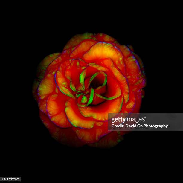 rose flower abstract - portland neon sign stock pictures, royalty-free photos & images