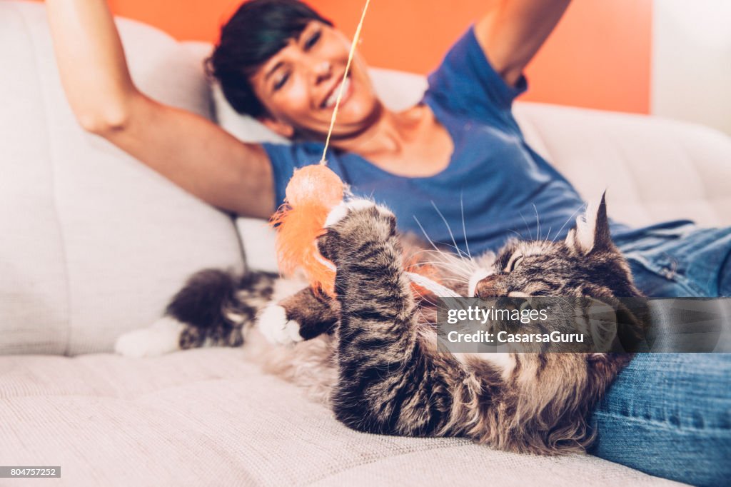 Spielerische Sibirische Katze genießen, spielen auf Sofa mit ihrem Besitzer