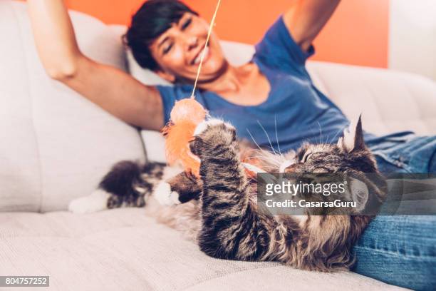 playful siberian cat enjoying playing on sofa with her owner - feline imagens e fotografias de stock