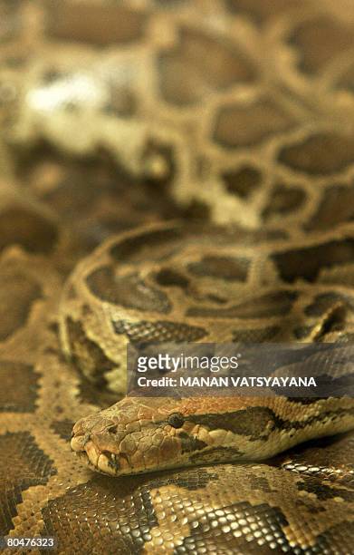 An Indian Rock Python rests in its enclosure at the Zoological Park in New Delhi on April 2, 2008. This is the largest snake species found in India...