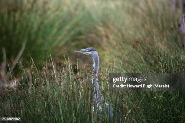richmond park: aquatic life - grey heron - grace tame stock pictures, royalty-free photos & images