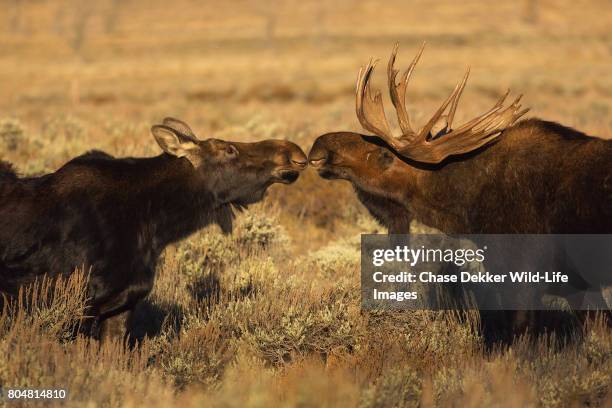 1,137 Animal And Human Mating Photos and Premium High Res Pictures - Getty Images 1,137 Animal And Human Mating Photos and Premium High Res Pictures - Getty Images