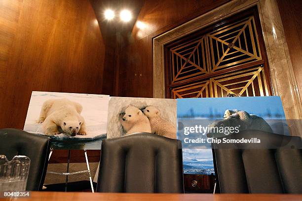 Photographs of polar bears are lined up during a hearing about the possible listing of the polar bear under the Endangered Species Act April 2, 2008...