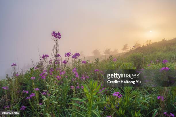 wild flower at foggy sunset - chengde stock pictures, royalty-free photos & images