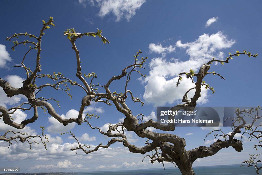 Bare tree against cloudy sky
