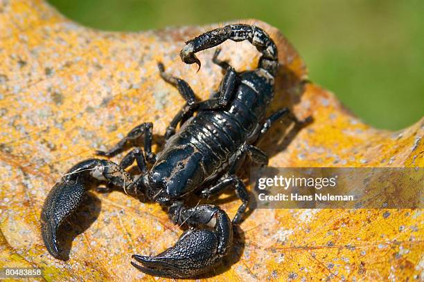 scorpion on leaf, close-up - claw stock pictures, royalty-free photos & images