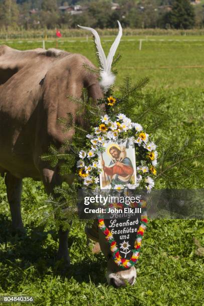 cow decorated for almabtrieb transhumance festival - tirol deelstaat stockfoto's en -beelden