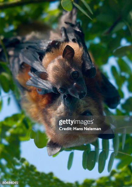 bats, close-up - eigentliche flughunde gattung stock-fotos und bilder