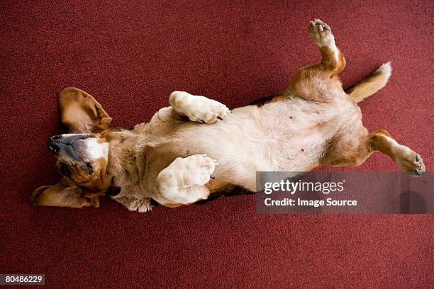 cane sdraiato su un retro - supino foto e immagini stock