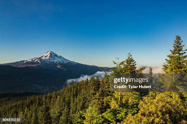 illumination of the forest near lost lake from lost lake butte 1 - portland oregon foto e immagini stock