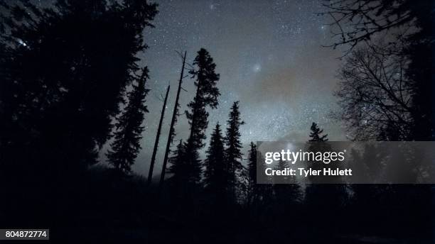 douglas fir tree silhouette in the mckenzie valley at night under starlight - willamette national forest stock pictures, royalty-free photos & images