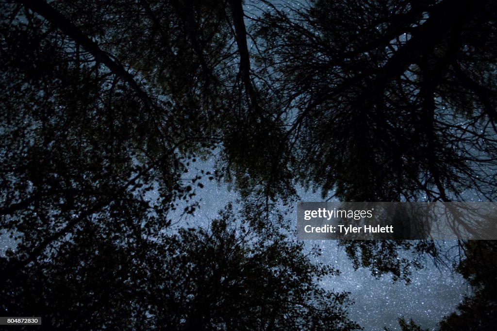 Glittering night sky through an Aspen Forest silhouette