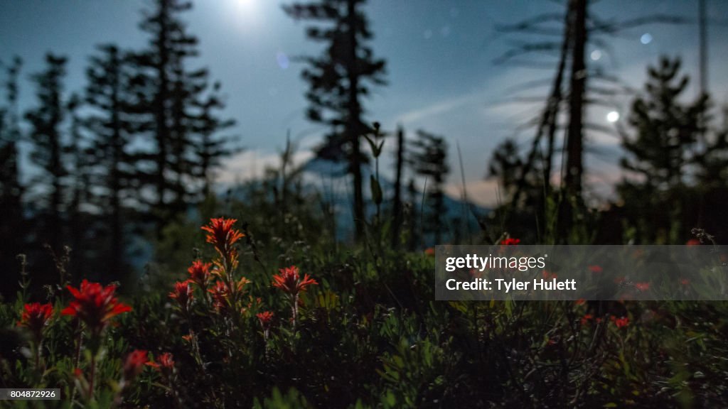 Indian paintbrush wildflowers and Mt. Hood by moonlight under night sky with stars 1