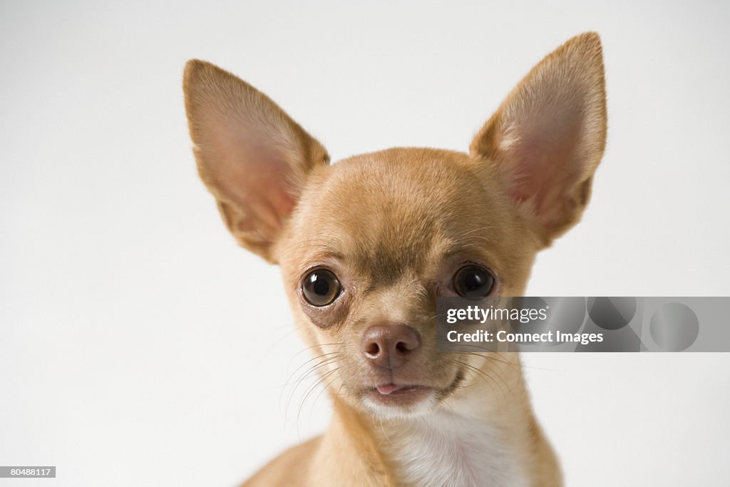 Chihuahua