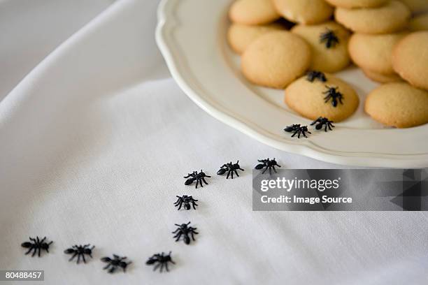 ants on biscuits - ants in house stockfoto's en -beelden