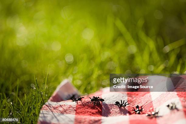 ants on a picnic blanket - ant stock pictures, royalty-free photos & images
