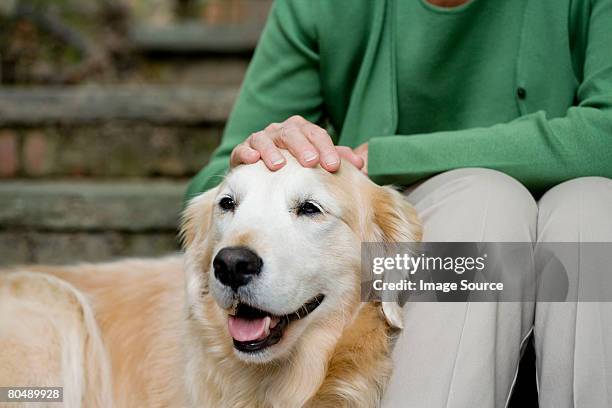 labrador and owner - senior pets stock pictures, royalty-free photos & images