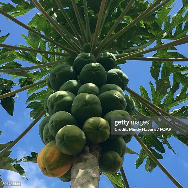 low angle view of papayas growing on tree - low hanging fruit stock pictures, royalty-free photos & images