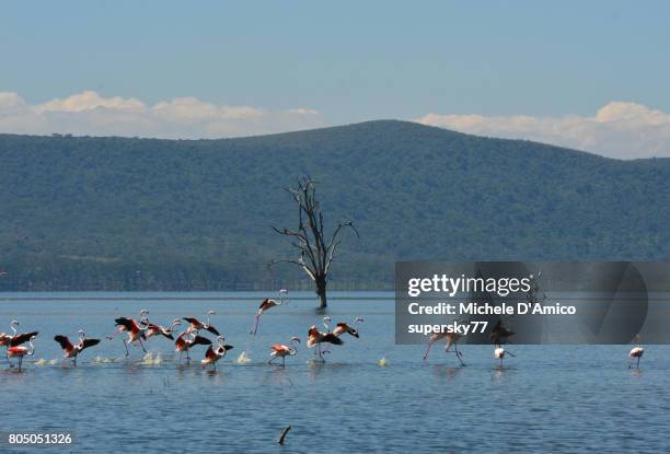 greater flamingoes (phoenicopterus roseus) landing on the lake - lake nakuru national park bildbanksfoton och bilder