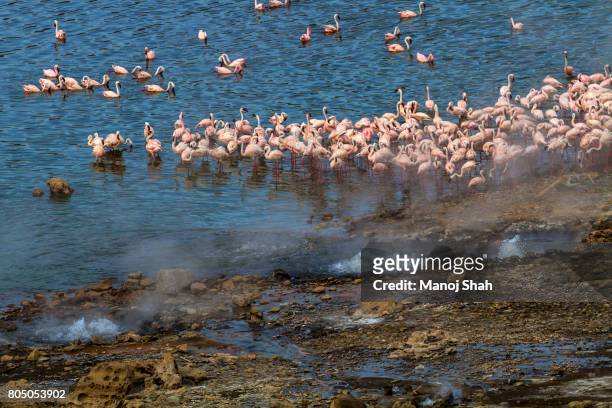 lesser flamingos feeding by the hot springs - lake bogoria national park stock pictures, royalty-free photos & images