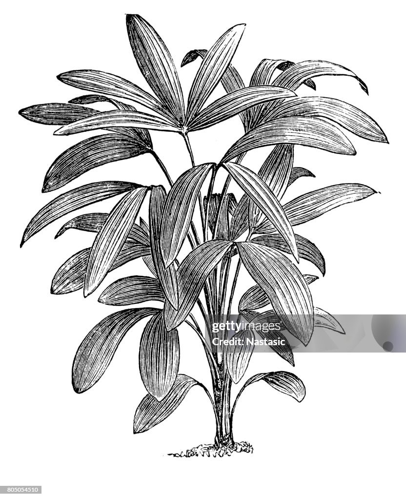 Rhapis excelsa also known as broadleaf lady palm or "the lady palm"