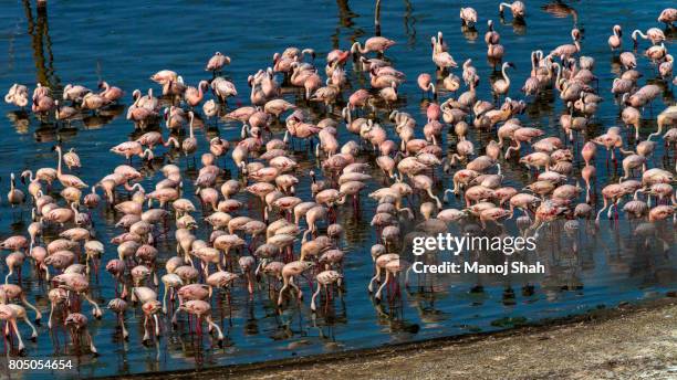 aerial view of flamingo masses - lake bogoria national park stock pictures, royalty-free photos & images