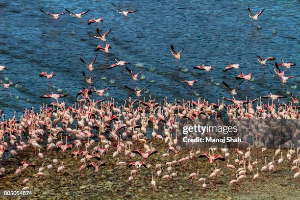 aerial view of flamingo mass - lake bogoria national park stock pictures, royalty-free photos & images