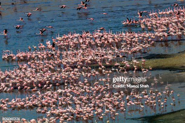 aerial view of flamingo masses - lake bogoria national park stock pictures, royalty-free photos & images