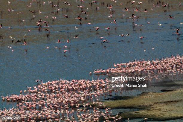 aerial view of flamingo masses - lake bogoria national park stock pictures, royalty-free photos & images