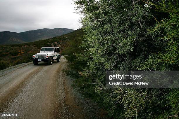 Border patrol vehicle passes a rare and endangered Tecate cypress tree, host to the rare and endangered Thorne's hairstreak butterfl, on April 3,...