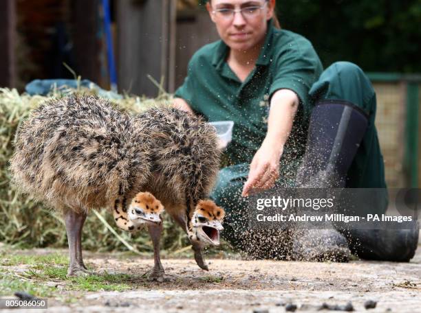 Hand Reared 168 Claire Handler Stock Photos, High-Res Pictures, and Images - Getty ...