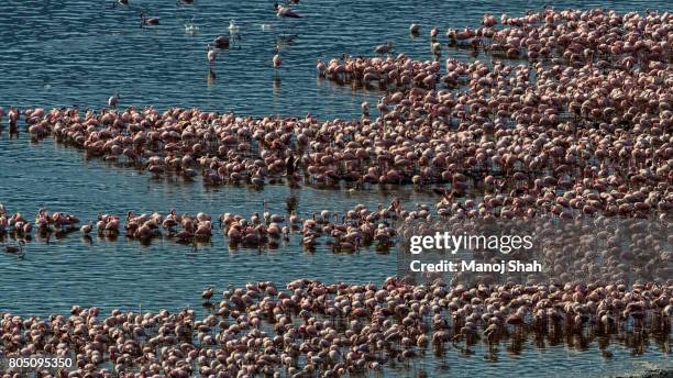 aerial view of flamingo mass - lake bogoria national park stock pictures, royalty-free photos & images