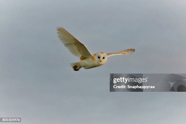 barn owl in flight - barn owl stock-fotos und bilder
