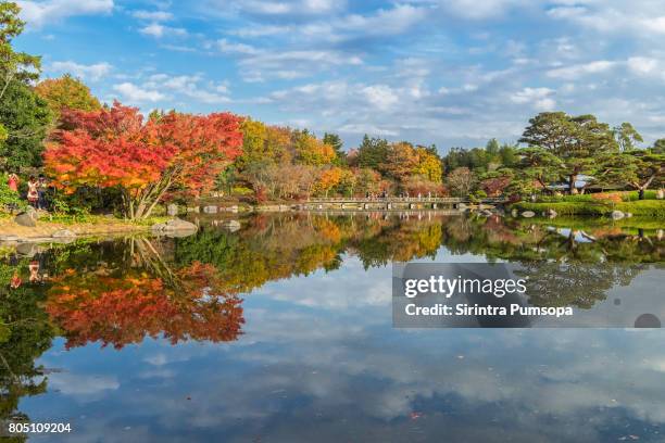 autumn scenery in japanese garden of showa memorial park in tokyo, japan - roter ahorn stock-fotos und bilder