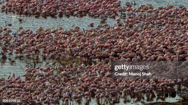 aerial view of flamingo mass - lake bogoria national park stock pictures, royalty-free photos & images