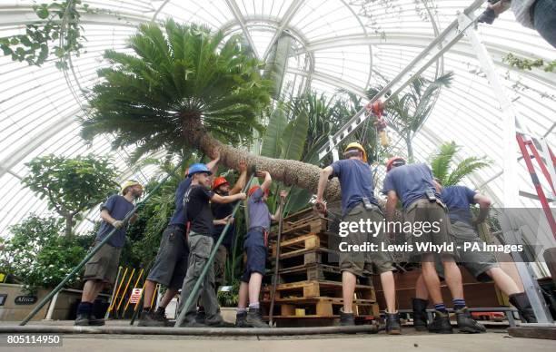 The oldest pot plant at the Royal Botanic Gardens in Kew, a 234-year-old cycad, which weighs a tonne and is believed to be the oldest pot plant in...