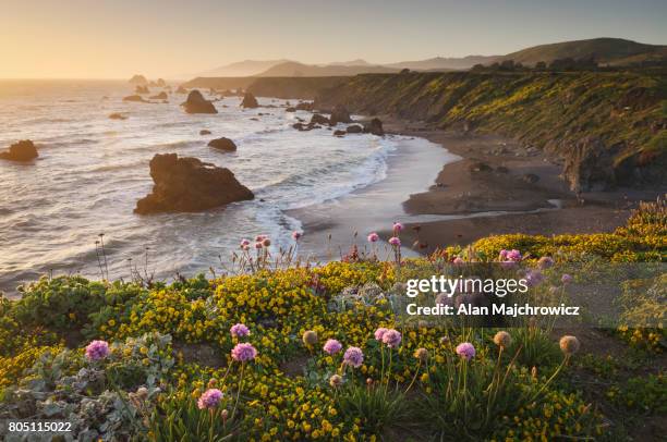 sunset sonoma coast wildflowers, california - sonoma fotografías e imágenes de stock