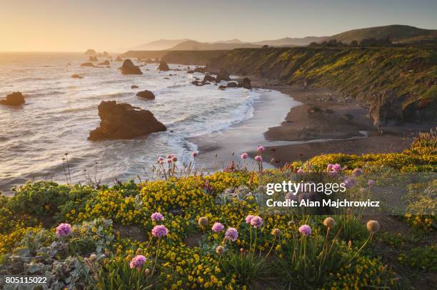 sunset sonoma coast wildflowers, california - noordelijk californië stockfoto's en -beelden