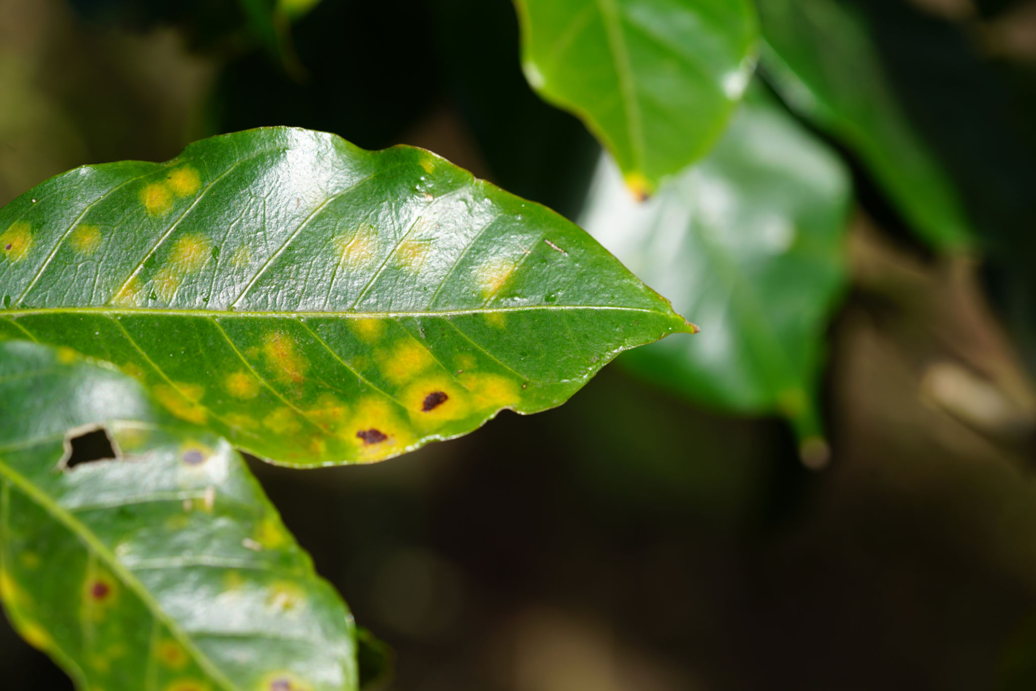 crop disease