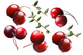 Cranberry by two with stalks, leaves, paths