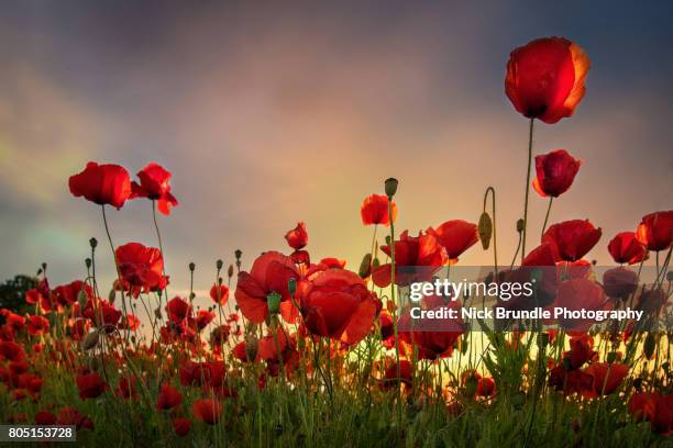 backlit poppies - oriental poppy imagens e fotografias de stock