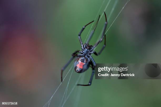 australian redback spider - redback spider stock pictures, royalty-free photos & images